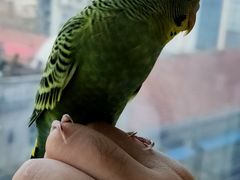 -怪兽屋·羊驼·猫咖·狗咖(俊华广场店)