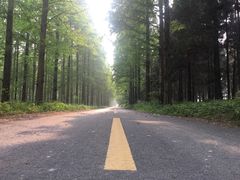 -黄海国家森林公园