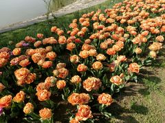 android_upload_pic-上海鲜花港