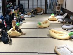 -逗柴咖啡屋·狗咖猫咖宠物桌游