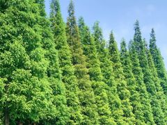 -宜兴龙背山森林公园