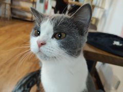 -猫爪屋猫咖(乐汇城店)