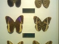 android_upload_pic-上海昆虫博物馆