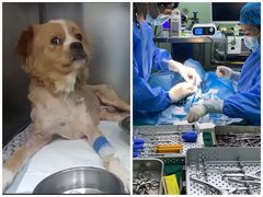 -东莞宠友24H宠物中心医院·转诊夜诊·异宠(新河北路院)