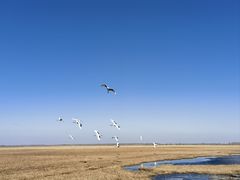 -黑龙江扎龙生态旅游区