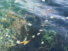 -泸沽湖里格半岛