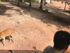 -清迈夜间动物园