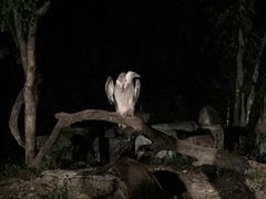 -清迈夜间动物园