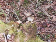 -五营红松林海景区