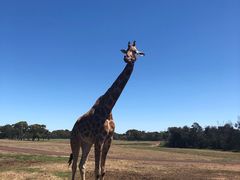 -威勒比开放式动物园