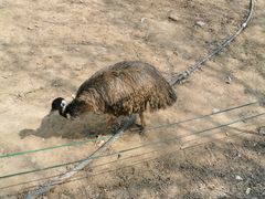 -石家庄市动物园