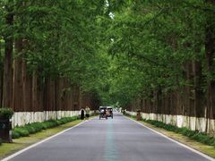-黄海国家森林公园