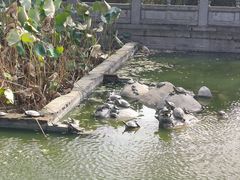 -洛阳白马寺