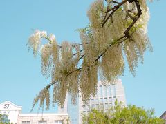 -嘉定紫藤园