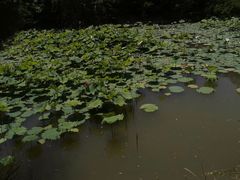 -禹州森林植物园