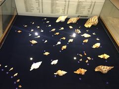 -青岛贝壳博物馆