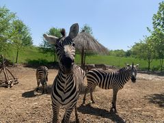 -北京野生动物园