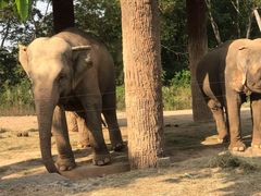 -清迈夜间动物园