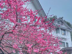 -杭州花家山庄