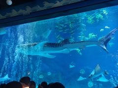 -烟台海昌鲸鲨海洋公园