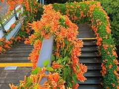 -香蜜公园