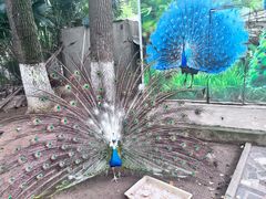 -荆州中山公园动物园