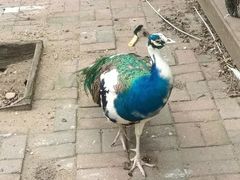 -长白岛森林公园