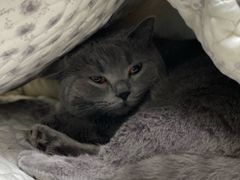 -安安宠医·臻爱宠物医院(簇锦北路分院)