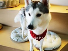 -Husky Go! 哈士奇体验馆·宠物咖啡厅狗咖