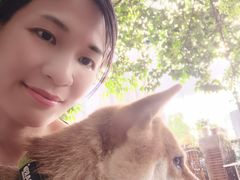 -柴犬高等学院·狗咖·柴犬售卖·宠物训练