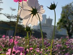 -香蜜公园