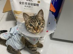 -中农国际动物医院24小时·猫科·骨科·急重症中心