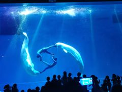 -芜湖新华联大白鲸海洋公园