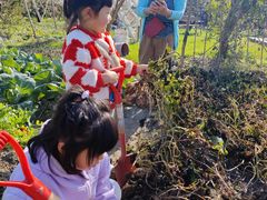 -樂桃源奉贤黄桃种植采摘基地