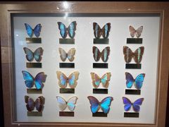 -上海昆虫博物馆