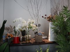 店内布置-蓝山四季西餐植物店