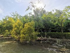 -大湾区中央湿地公园