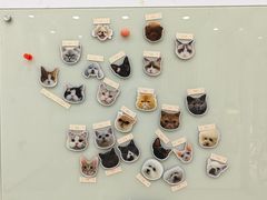 -四月宠物医院·猫专科·心脏专科·内科(转塘店)