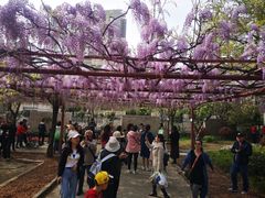 -嘉定紫藤园