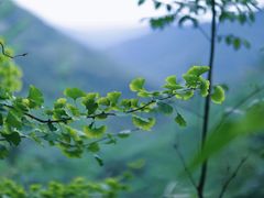 -成都安仁福朋喜来登酒店