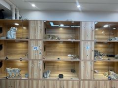 -猫十亿·布偶金渐层·曼基康矮脚猫舍(青年路店)