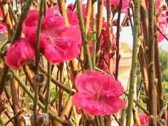 -南国桃园旅游度假区