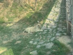 -石家庄市动物园