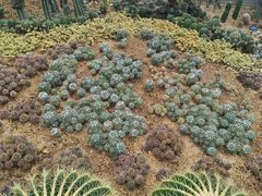 -深圳仙湖植物园
