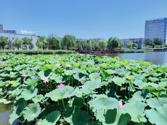 -西海子公园