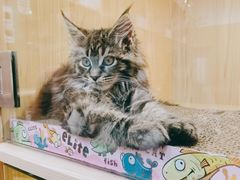 -屋虎猫馆(宝安大仟里店)