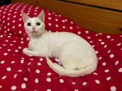 -爱侣宠医·鹦鹉专科·小型哺乳类·异宠专科(灵石路店)