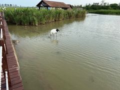 -盐城丹顶鹤湿地生态旅游区