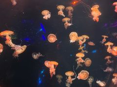 -哈尔滨波塞冬海底世界