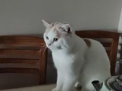 -博特宠物医院24h犬猫全科.骨科·异宠